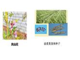 教科版小学科学四下1-7《种子的传播》课件+教案