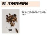教科版小学科学四下1-7《种子的传播》课件+教案