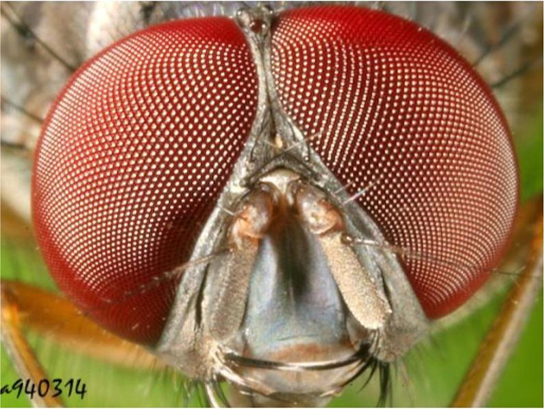 教科版小学科学六下1-2《放大镜下的昆虫世界》教学课件第3页