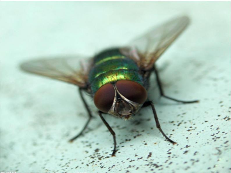 教科版小学科学六下1-2《放大镜下的昆虫世界》教学课件第4页