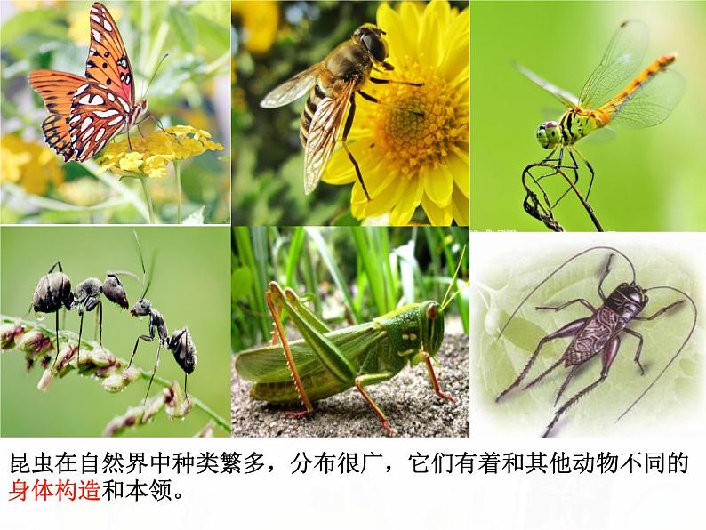 教科版小学科学六下1-2《放大镜下的昆虫世界》教学课件第5页