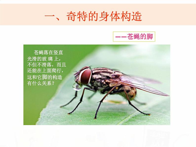 教科版小学科学六下1-2《放大镜下的昆虫世界》教学课件第7页