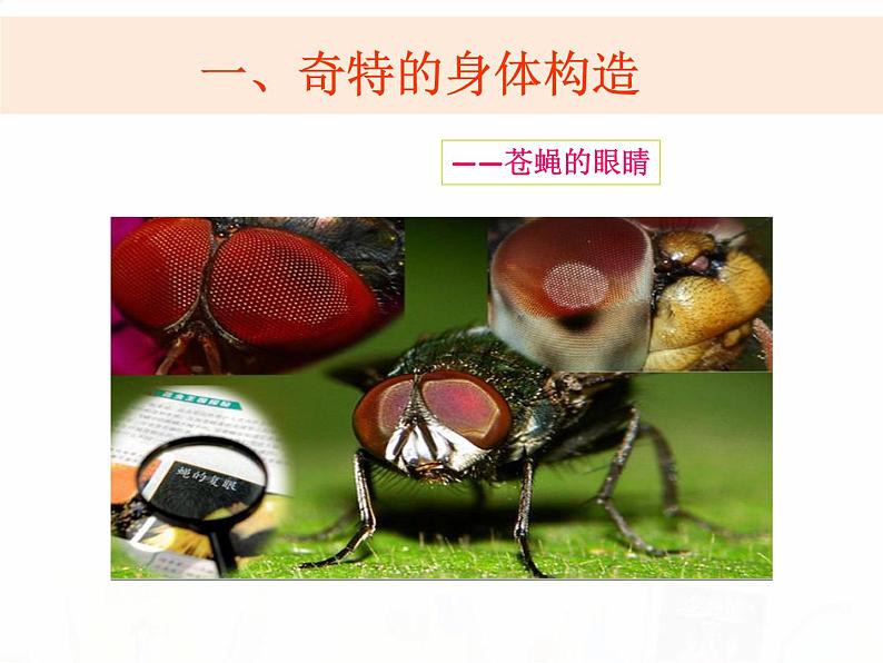 教科版小学科学六下1-2《放大镜下的昆虫世界》教学课件第8页