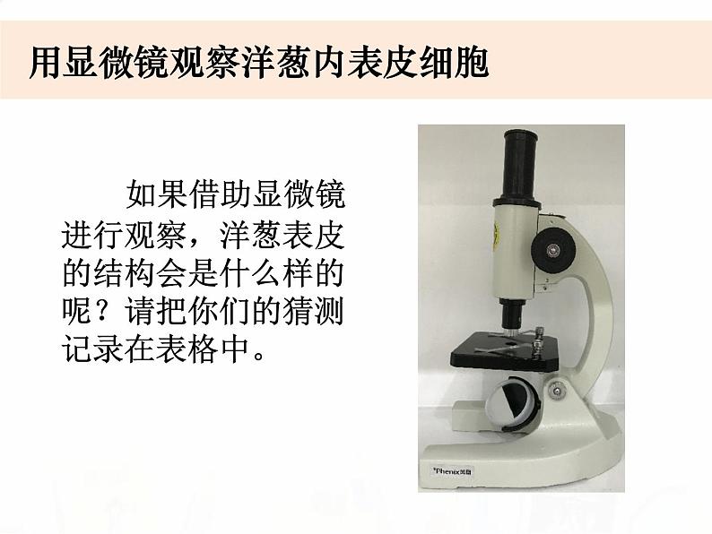 教科版小学科学六下1-5《用显微镜观察身边的生命世界（一）》课件+教案04