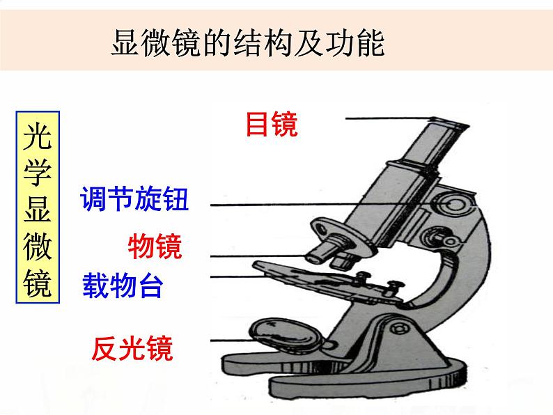 教科版小学科学六下1-5《用显微镜观察身边的生命世界（一）》课件+教案05