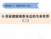 教科版小学科学六下1-6用显微镜观察身边的生命世界二 陈朋课件PPT