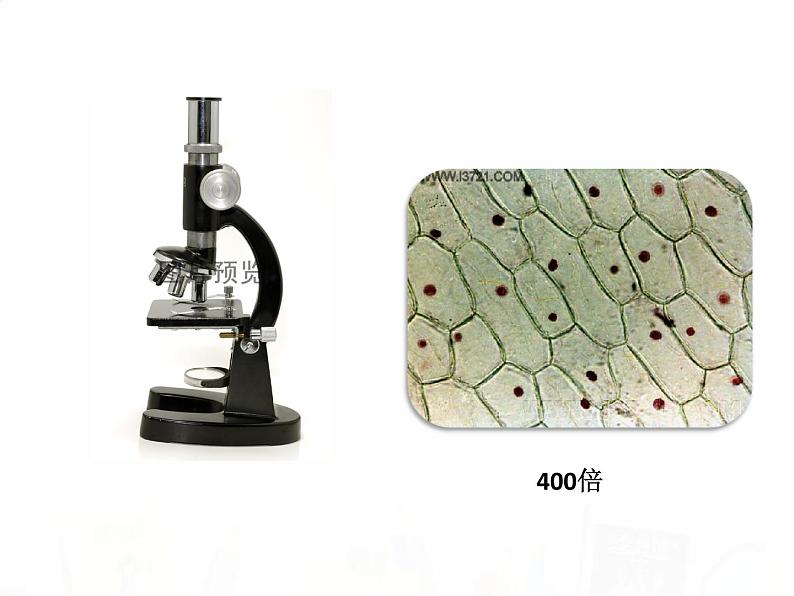 教科版小学科学六下1-6用显微镜观察身边的生命世界二 陈朋课件PPT03
