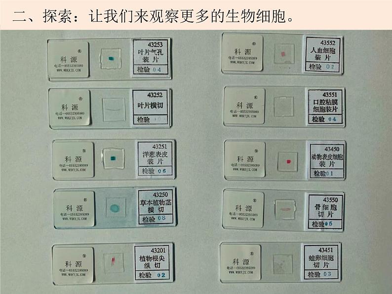 教科版小学科学六下1-6用显微镜观察身边的生命世界二 陈朋课件PPT05