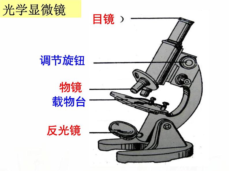 教科版小学科学六下1-6用显微镜观察身边的生命世界二 陈朋课件PPT06