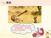 教科版小学科学三下1-6《比较相同时间运动的快慢》课件+教案