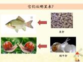 教科版小学科学三下2-1《迎接蚕宝宝的到来》课件+教案