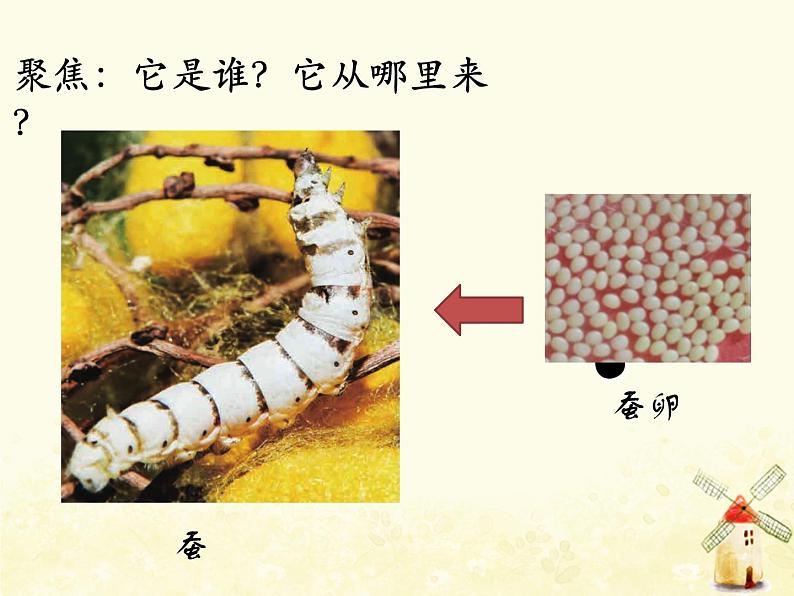 教科版小学科学三下2-1《迎接蚕宝宝的到来》课件+教案03