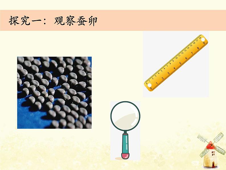 教科版小学科学三下2-1《迎接蚕宝宝的到来》课件+教案05