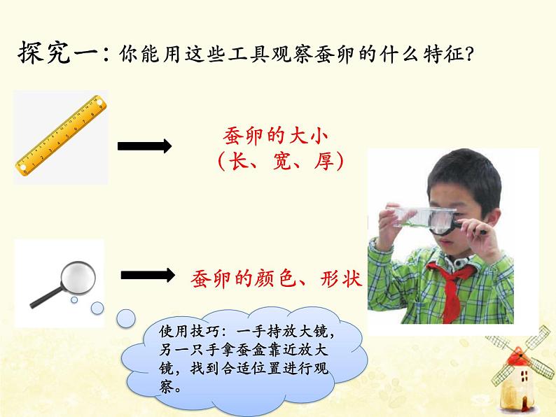 教科版小学科学三下2-1《迎接蚕宝宝的到来》课件+教案06