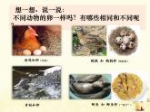 教科版小学科学三下2-2《认识其他动物的卵》课件+教案