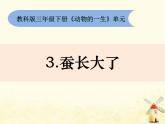 教科版小學科學三下2-3《蠶長大了》課件+教案