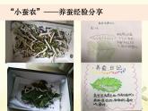 教科版小學科學三下2-3《蠶長大了》課件+教案