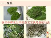 教科版小學科學三下2-3《蠶長大了》課件+教案