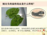 教科版小學科學三下2-3《蠶長大了》課件+教案