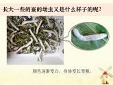 教科版小學科學三下2-3《蠶長大了》課件+教案