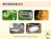教科版小學(xué)科學(xué)三下2-4《蠶變了新模樣》課件+教案