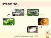 教科版小學(xué)科學(xué)三下2-4《蠶變了新模樣》課件+教案