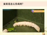 教科版小學(xué)科學(xué)三下2-4《蠶變了新模樣》課件+教案