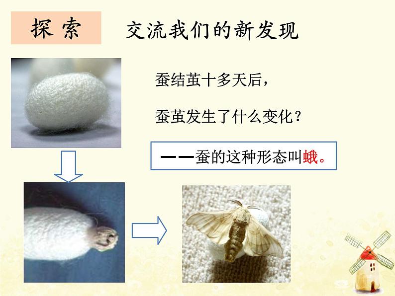 《茧中钻出了蚕蛾》课件 教科版小学科学三下第4页