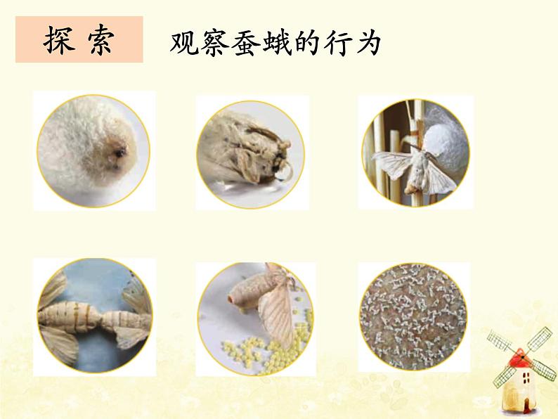 《茧中钻出了蚕蛾》课件 教科版小学科学三下第6页