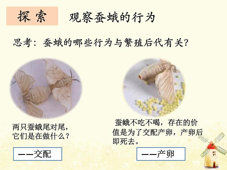 《茧中钻出了蚕蛾》课件 教科版小学科学三下第7页