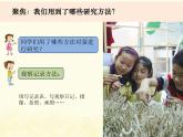 教科版小学科学三下2-6《蚕的一生》课件+教案