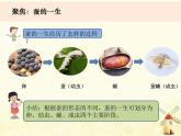 教科版小学科学三下2-6《蚕的一生》课件+教案