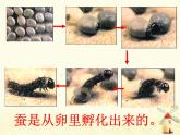 教科版小學(xué)科學(xué)三下2-7《動物的繁殖》課件+教案