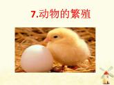 教科版小學(xué)科學(xué)三下2-7《動物的繁殖》課件+教案