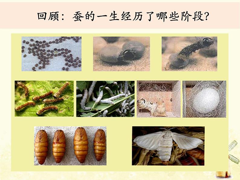 教科版小学科学三下2-8《动物的一生》课件+教案02