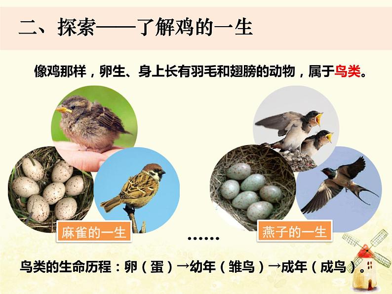 教科版小学科学三下2-8《动物的一生》课件+教案07