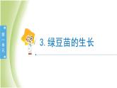 1.3《绿豆苗的生长》教学课件 教科版小学科学五下