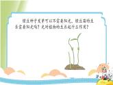 1.3《绿豆苗的生长》教学课件 教科版小学科学五下