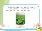 1.7《设计和制作生态瓶》教学课件 教科版小学科学五下