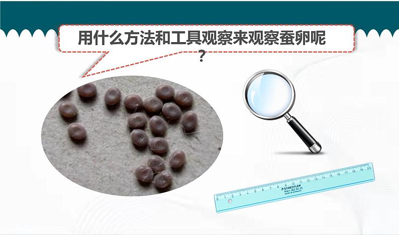 教科版科学三年级下册 2-1《迎接蚕宝宝的到来》 课件第6页