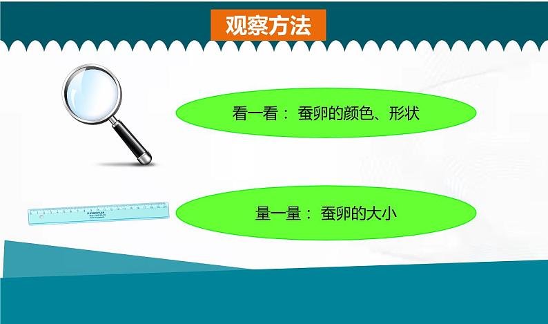 教科版科学三年级下册 2-1《迎接蚕宝宝的到来》 课件第7页