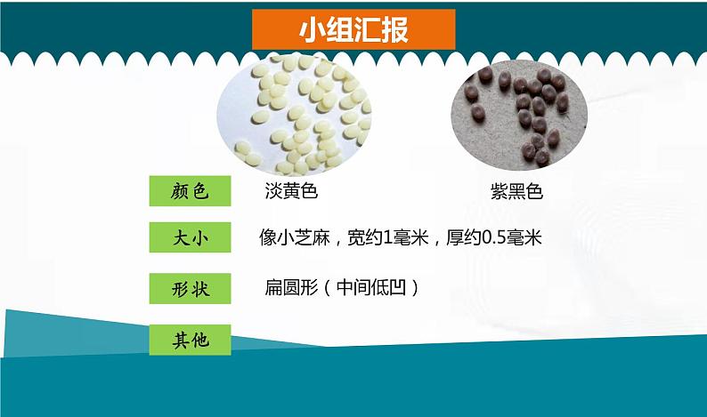 教科版科学三年级下册 2-1《迎接蚕宝宝的到来》 课件第8页