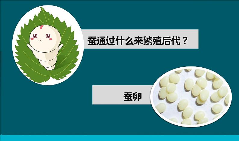 教科版科学三年级下册 2-2《认识其他动物的卵》 课件+同步教案04