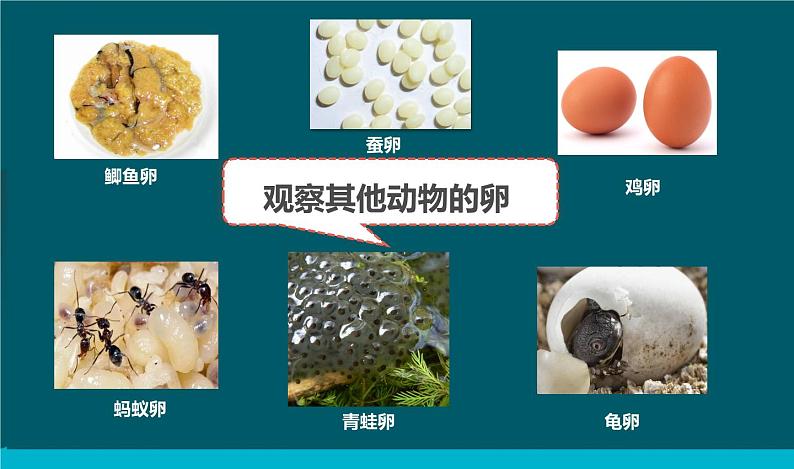 教科版科学三年级下册 2-2《认识其他动物的卵》 课件+同步教案05