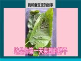 教科版科學三年級下冊 2-3《蠶長大了》 課件+同步教案