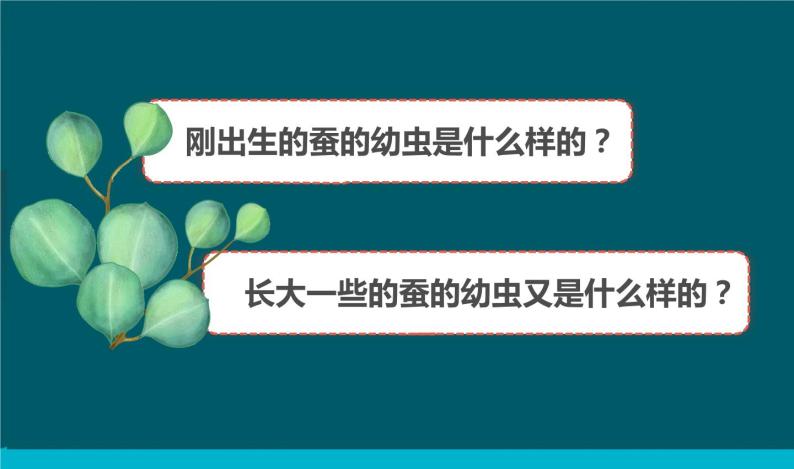 20202021学年3蚕长大了公开课ppt课件