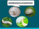 教科版科學(xué)三年級下冊 2-4《蠶變了新模樣》 課件+同步教案