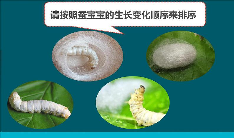 教科版科学三年级下册 2-4《蚕变了新模样》 课件+同步教案05