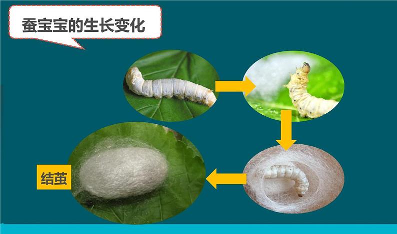 教科版科学三年级下册 2-4《蚕变了新模样》 课件+同步教案06