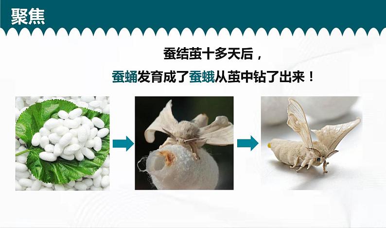 教科版科学三年级下册 2-5《茧中钻出了蚕蛾》 课件第5页